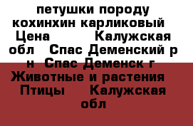 петушки породу кохинхин карликовый › Цена ­ 800 - Калужская обл., Спас-Деменский р-н, Спас-Деменск г. Животные и растения » Птицы   . Калужская обл.